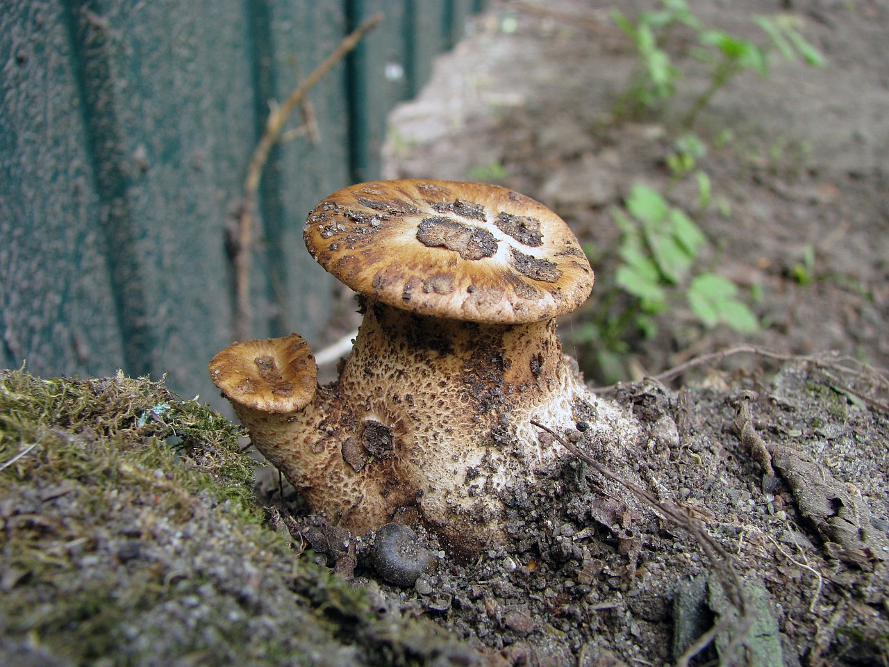 Cerioporus squamosus MVK 20090509-04
