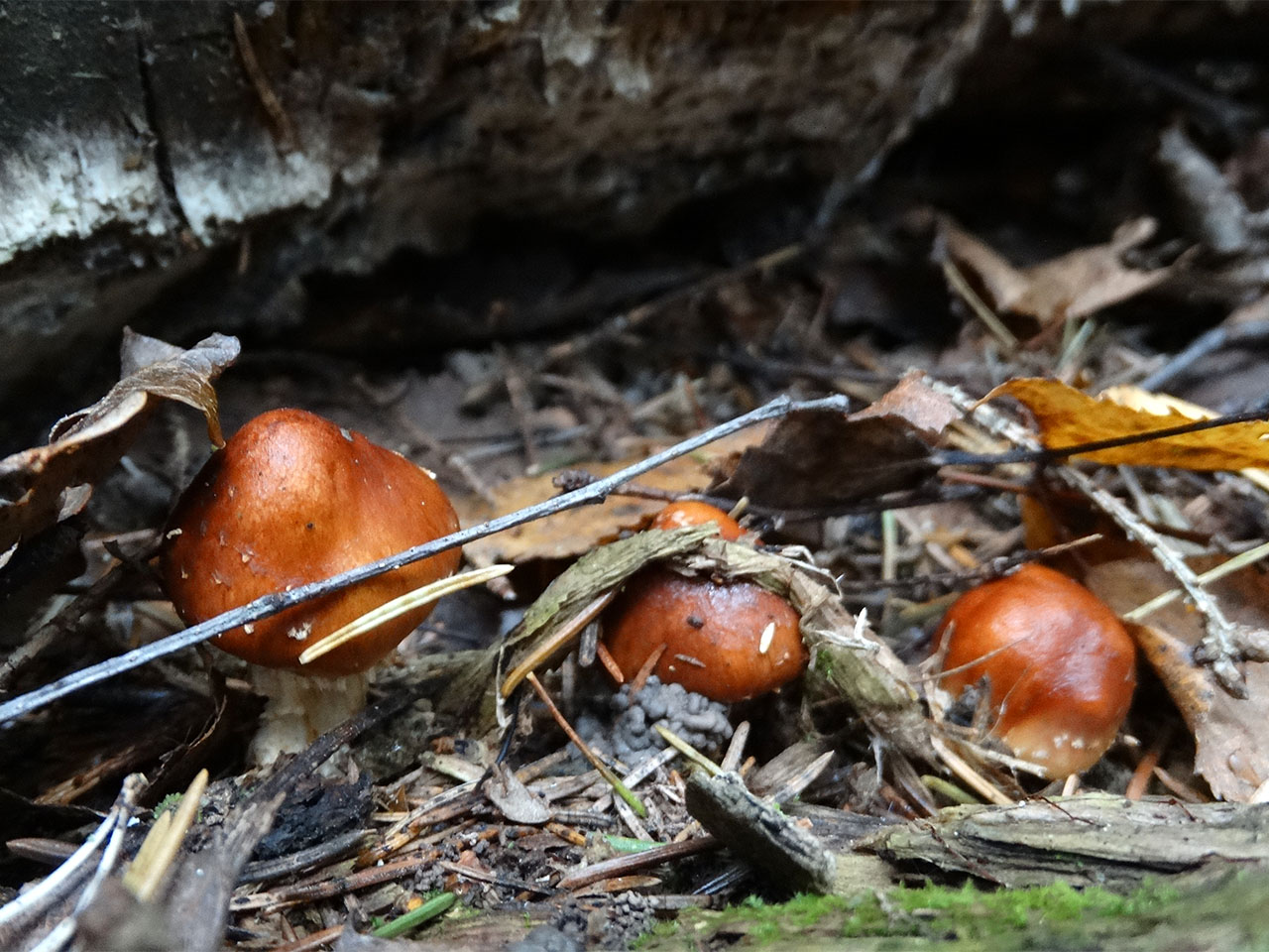 Hemistropharia albocrenulata AMF 20170922-13