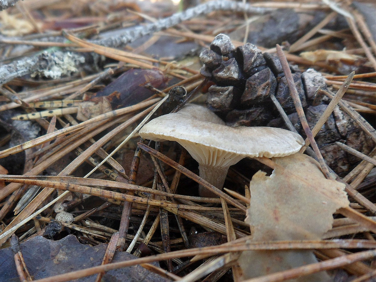 Rhizocybe pruinosa AMF 20170409-10
