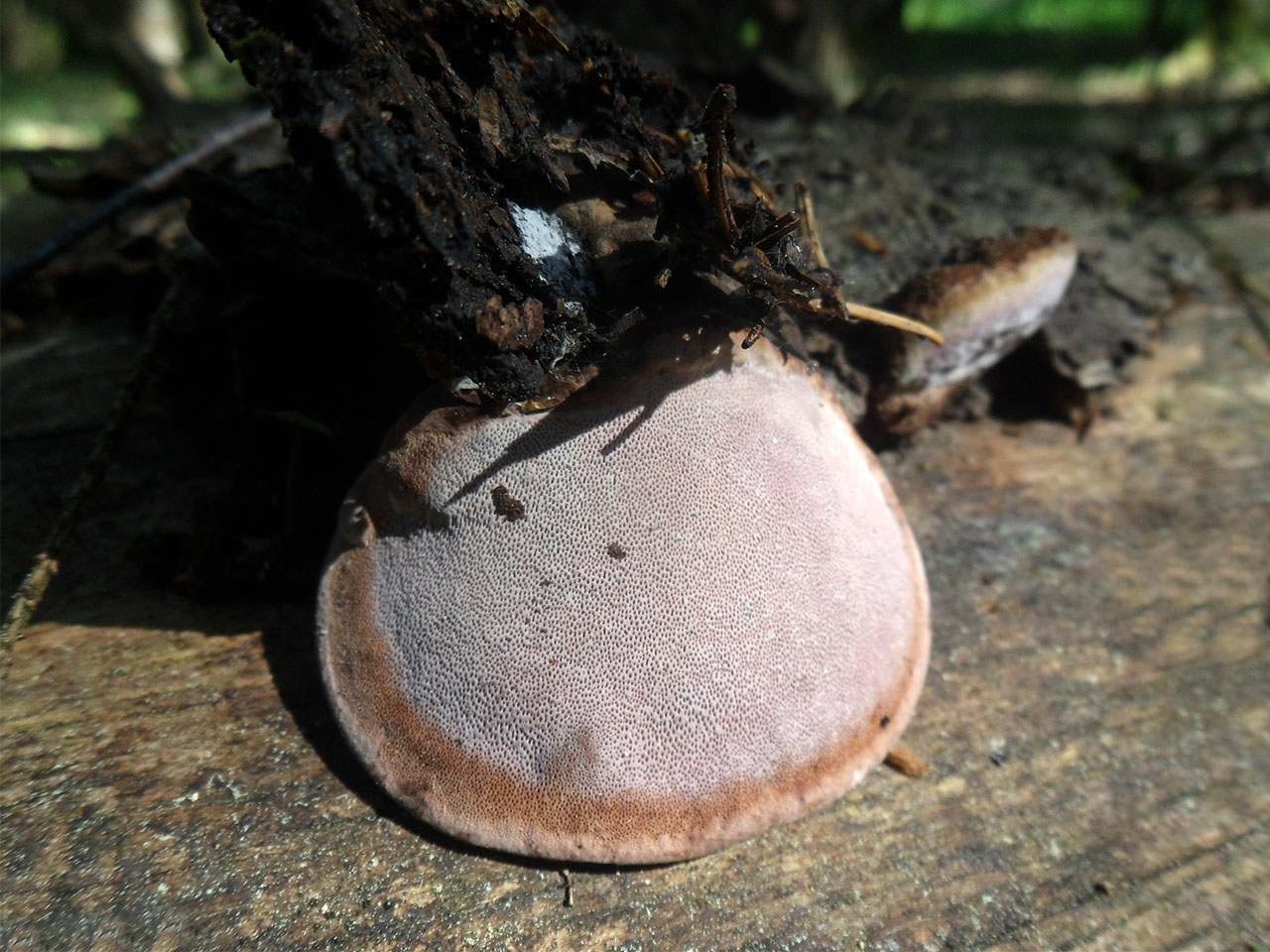 Fomitopsis rosea AMF 20170524-02