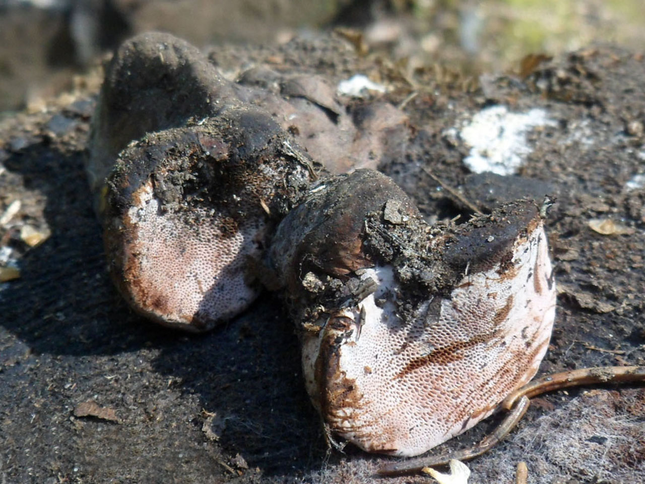 Fomitopsis rosea AMF 20140808-06