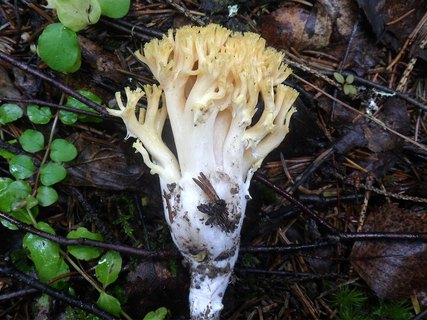 Ramaria aurea AMF 20170907-02
