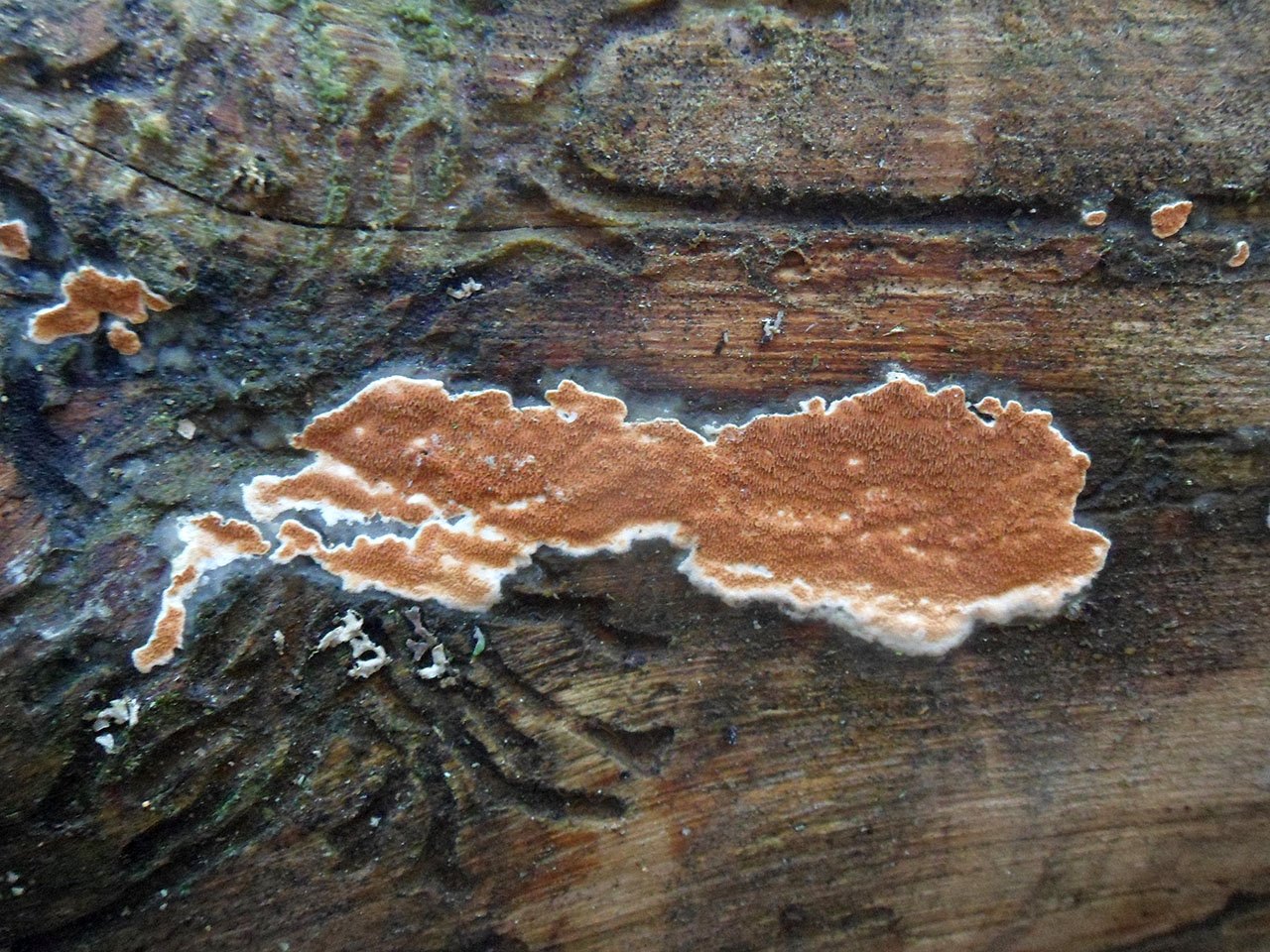 Gloeoporus taxicola