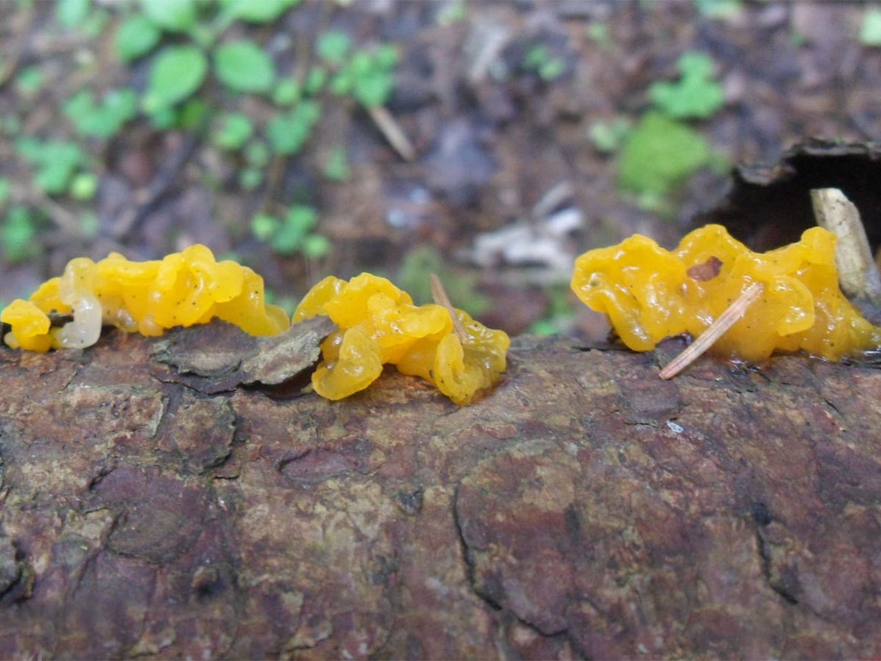 Dacrymyces