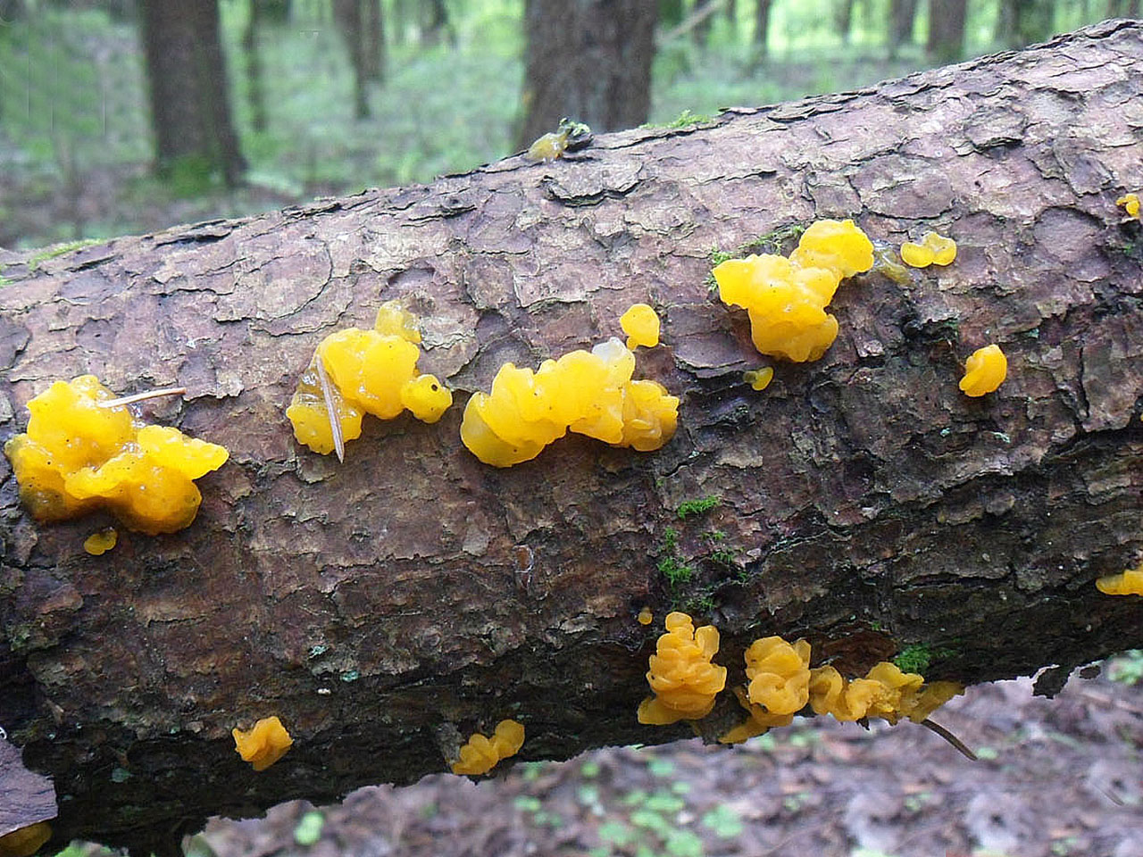 Dacrymyces chrysospermuss AMF 20160709-02