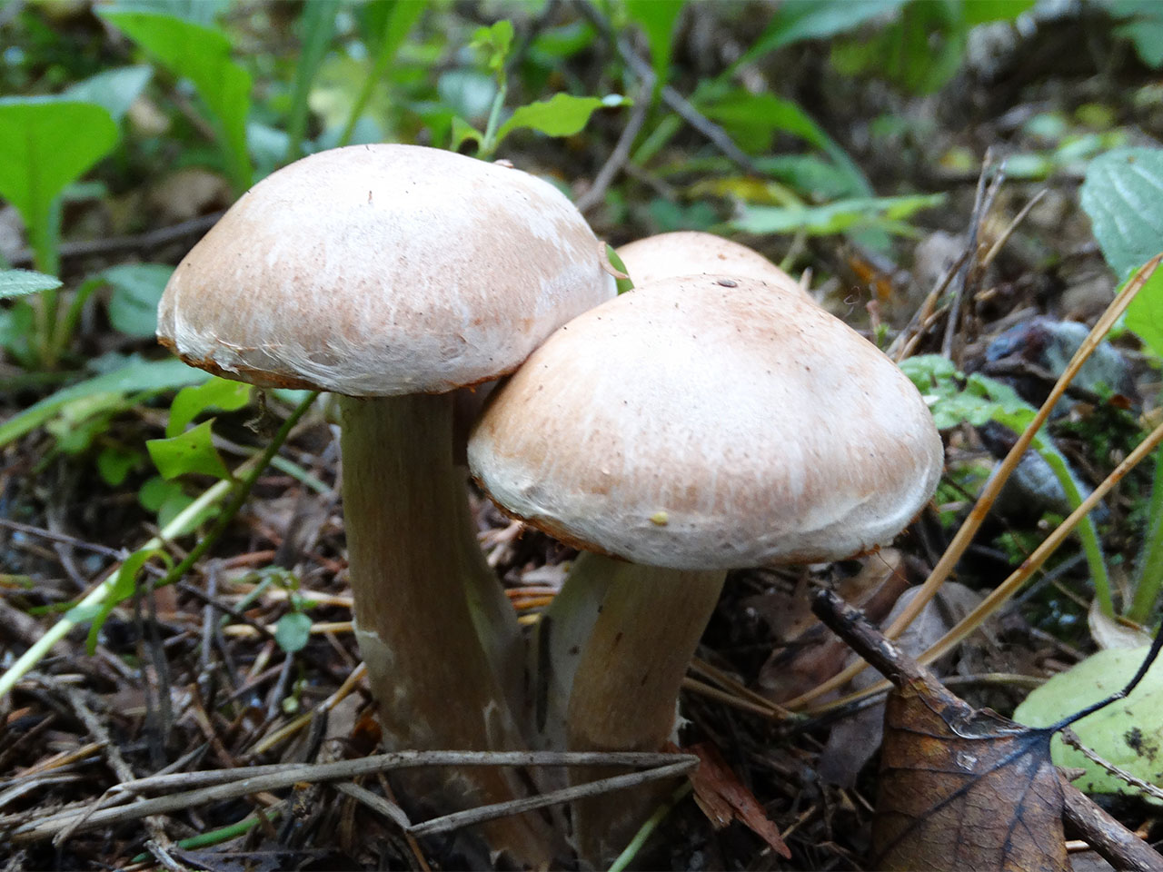 Cortinarius bivelus AMF 20170922-02