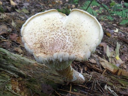Lentinus tigrinus AMF 20170904-01