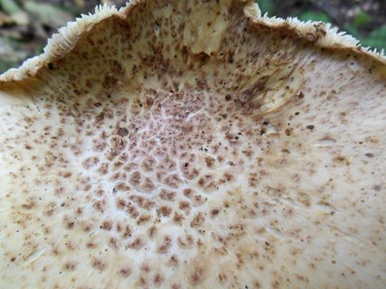 Lentinus tigrinus AMF 20170904-05