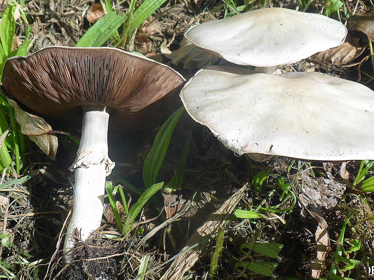 Agaricus arvensis AMF 20160901-03