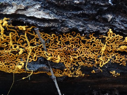 Hemitrichia serpula АMF 20171118-02