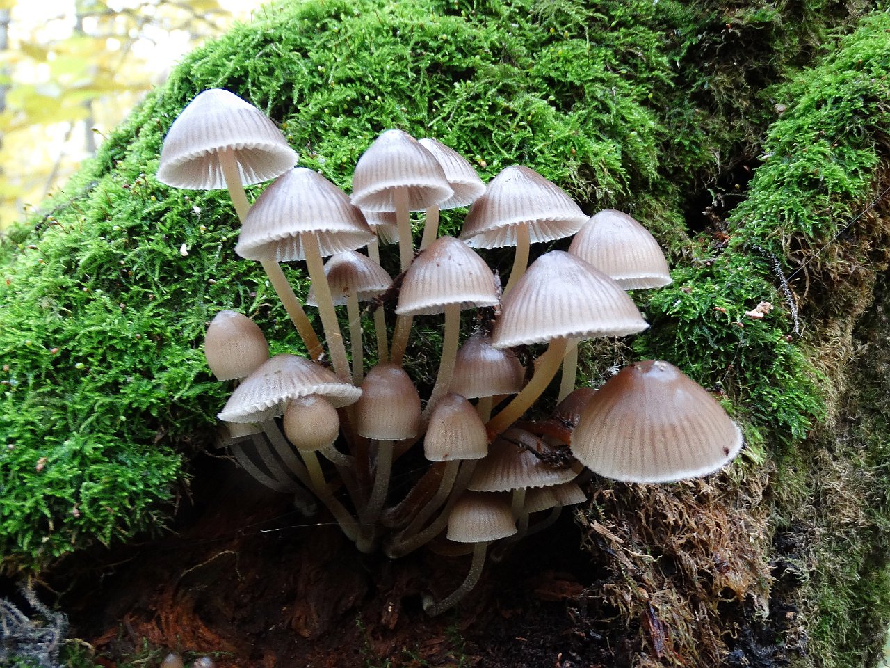 Mycena inclinata AMF 20171010-01