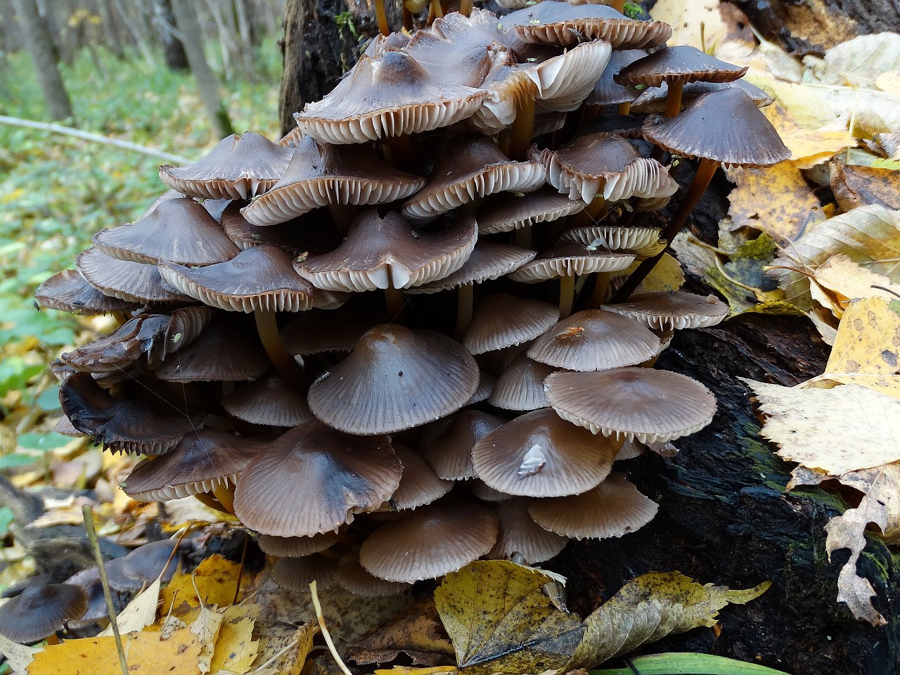 Mycena inclinata AMF 20171017-06