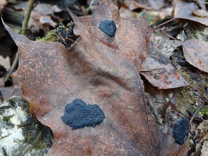 Rhytisma acerinum AMF 20171118-07