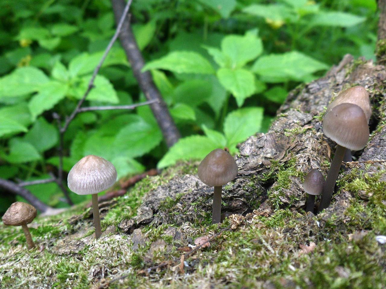 Mycena polygramma