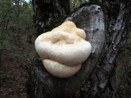 Hericium erinaceus HAJ 20161021-01