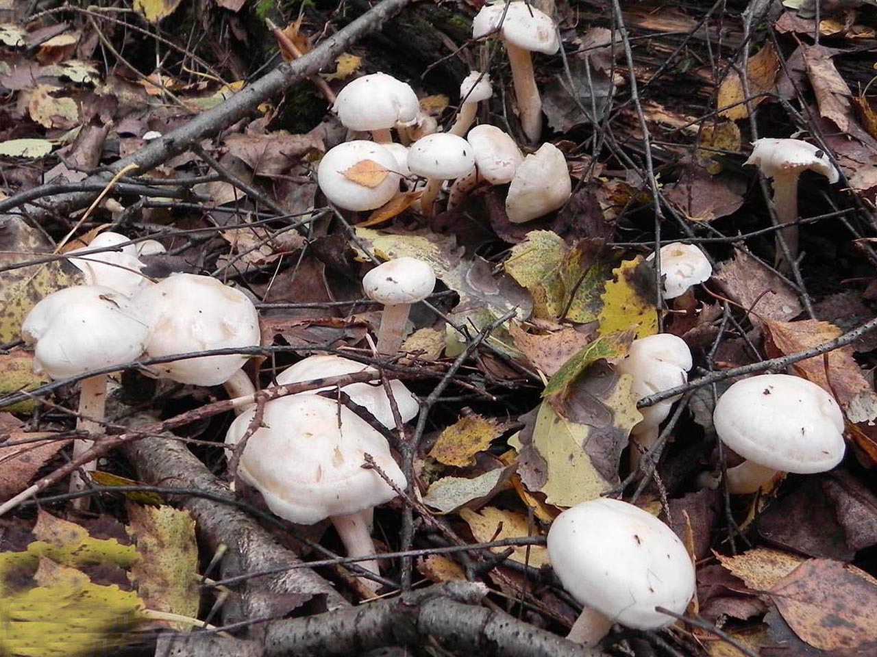 Tricholoma stiparophyllum AMF 20120810-11