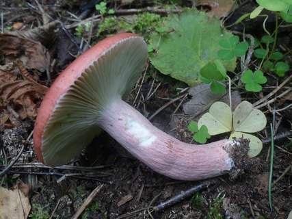Russula rosea AMF 20170904-02