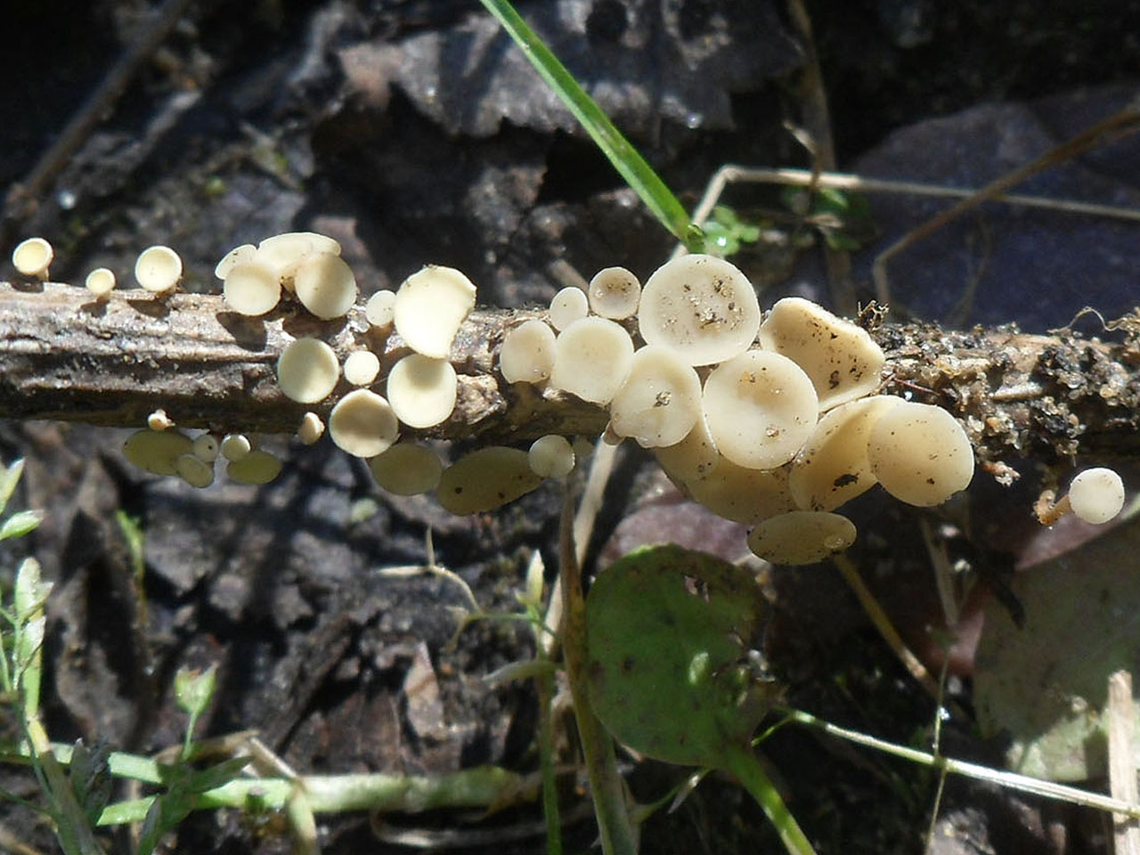 Hymenoscyphus herbarum AMF 20160916-01