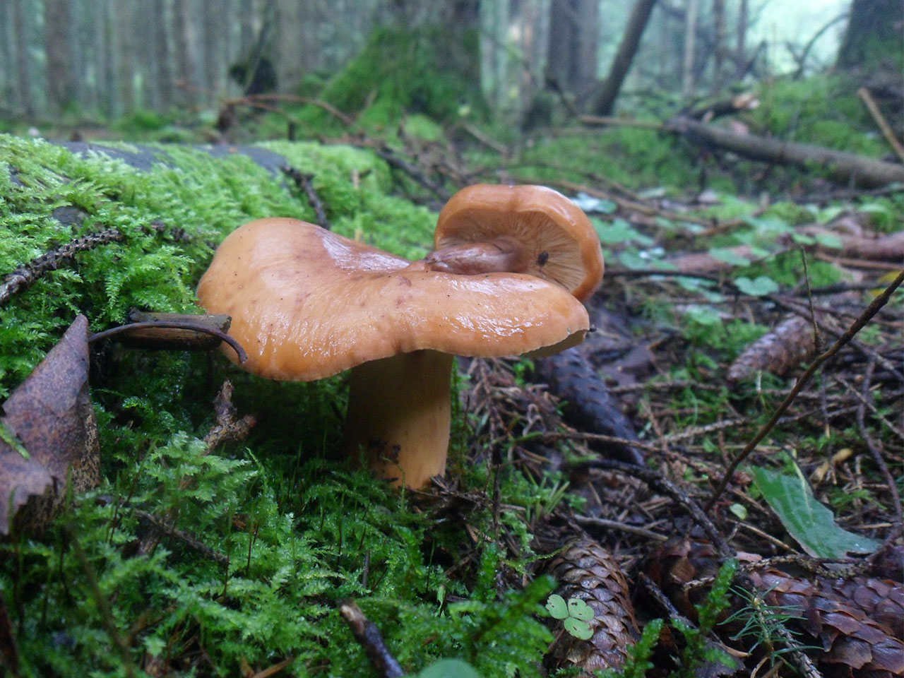 Lactifluus volemus AMF 20160819-06