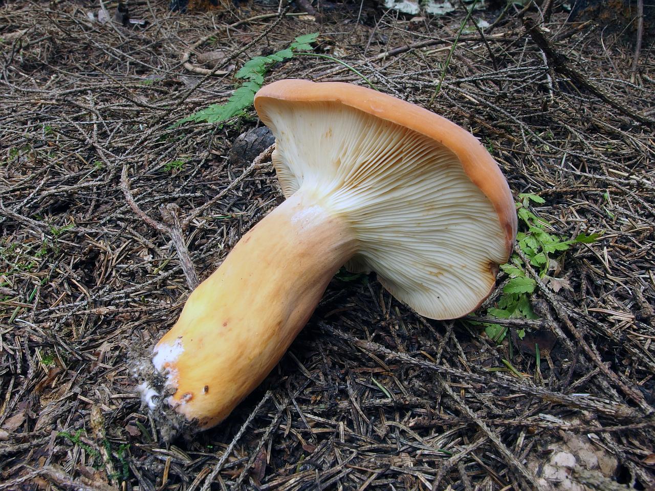 Lactifluus volemus MVK 20130830-02