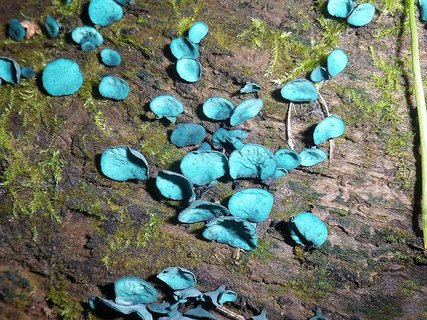 Chlorociboria aeruginosa AMF 20150916-02