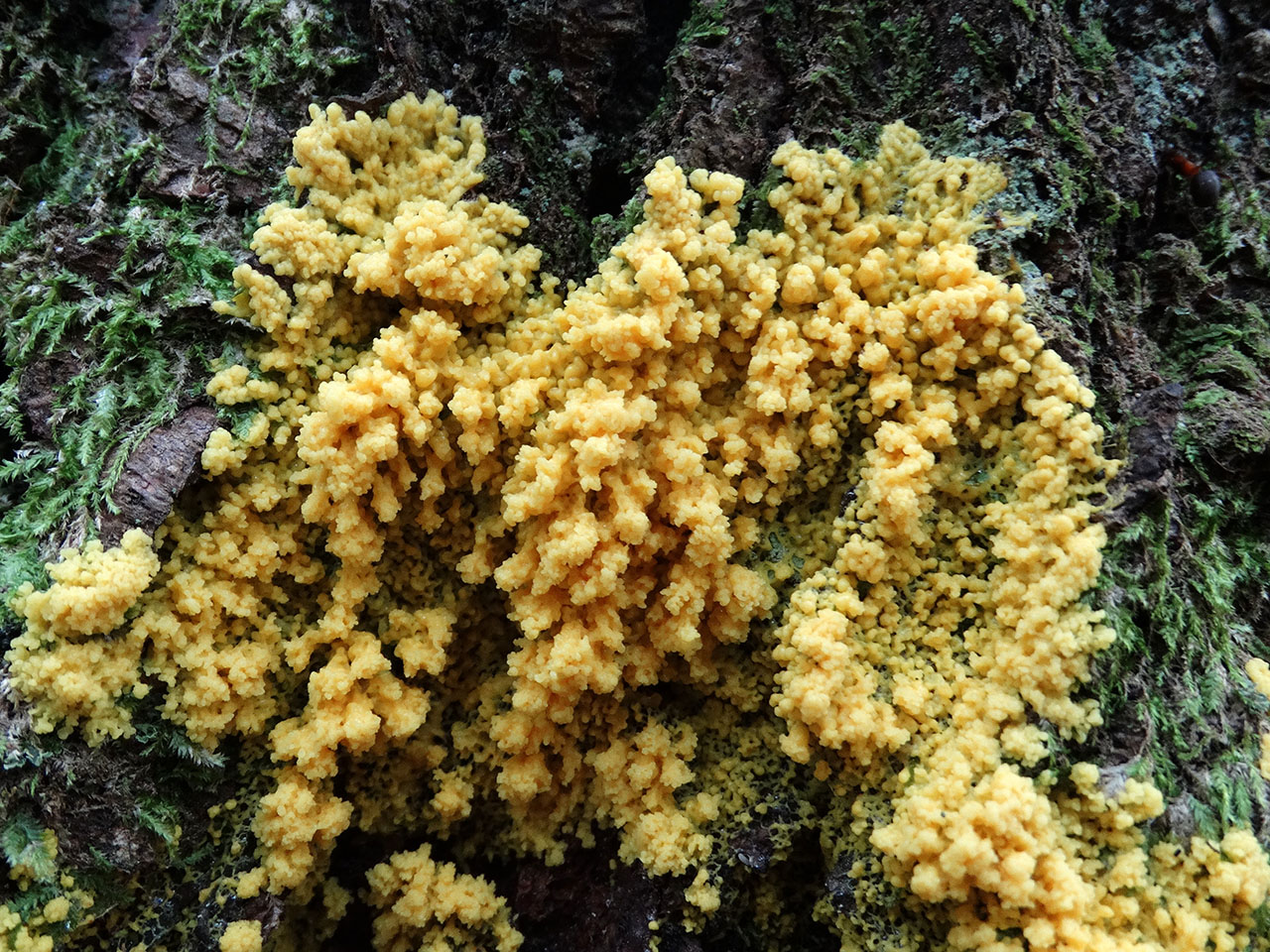 Fuligo muscorum AMF 20170911-02