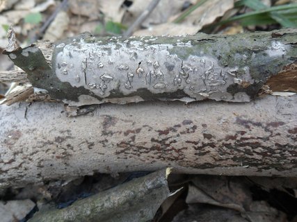 Peniophora cinerea AMF 20170406-03