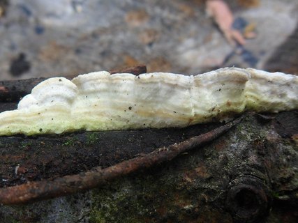 Byssomerulius corium AMF 20170804-03
