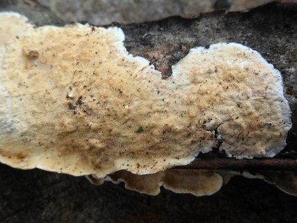 Byssomerulius corium AMF 20170804-05