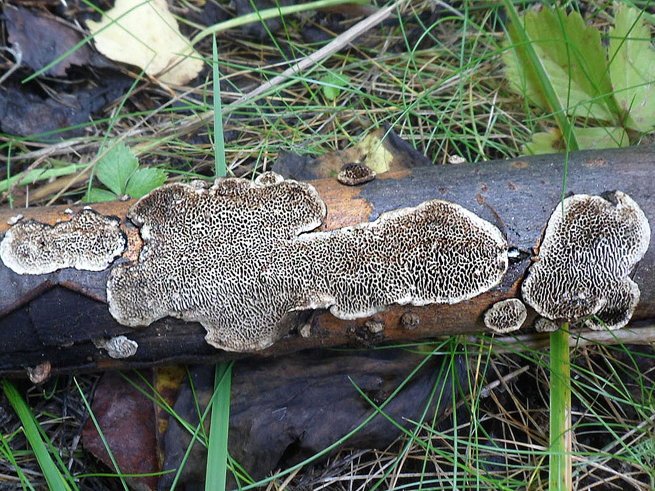 Cerioporus mollis AMF 20140901-03