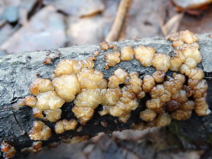 Exidia cartilaginea AMF 20180104-01