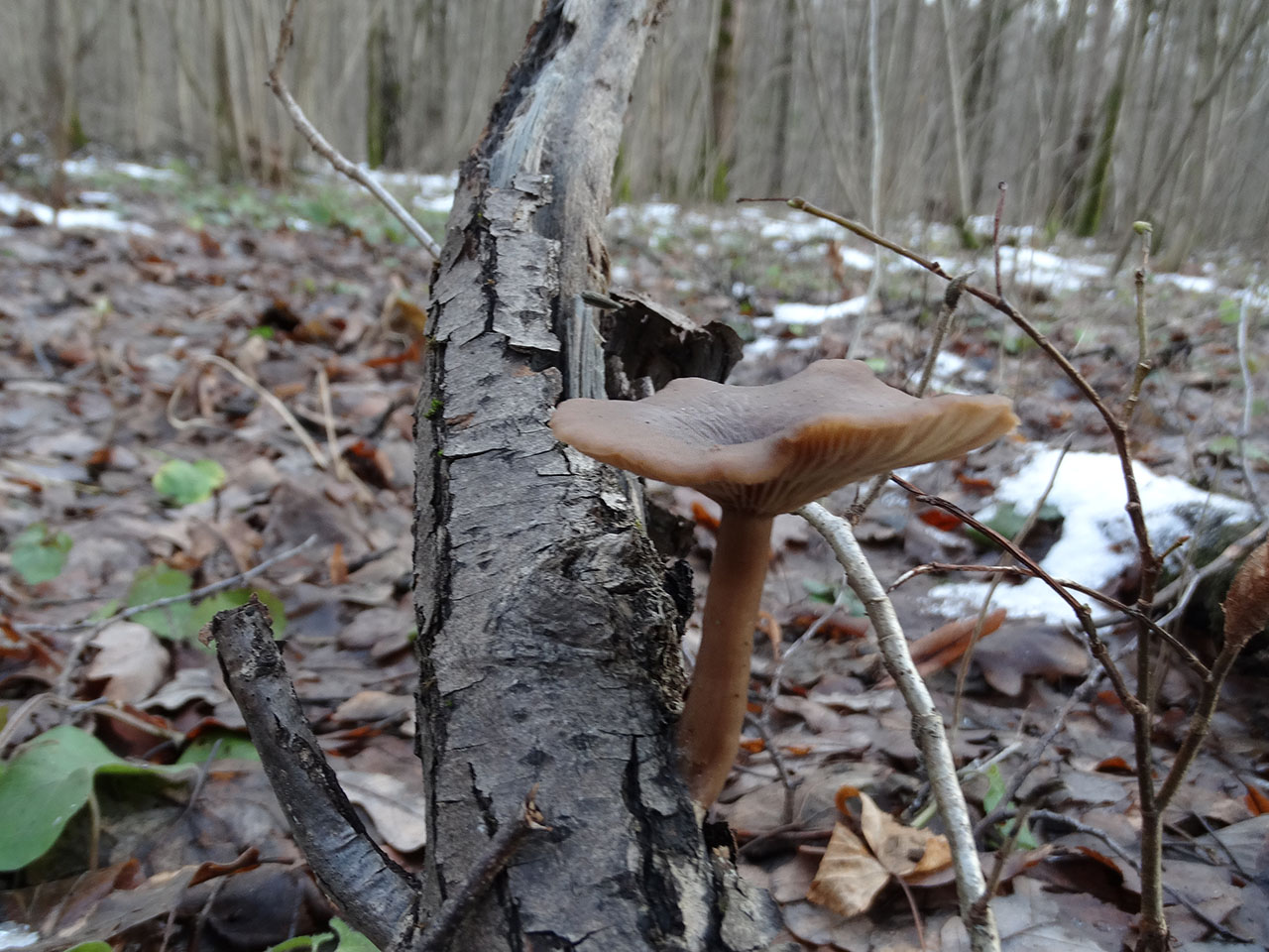 Pseudoclitocybe cyathiformis AMF 20180104-06