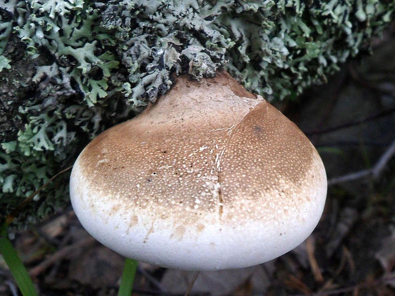 Fomitopsis betulina AMF 20140811-11