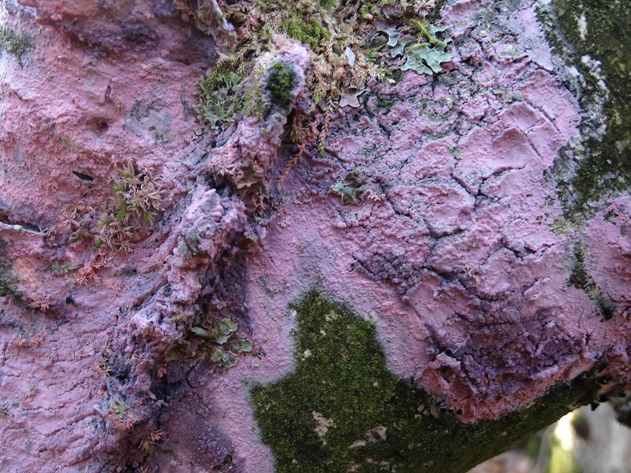 Tulasnella violea