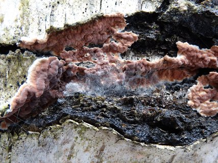 Cylindrobasidium evolvens AMF 20180104-02