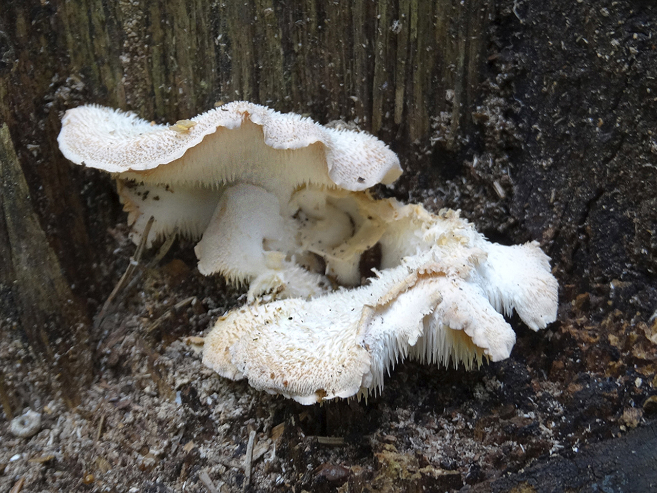 Hericium cirrhatum AMF 20150705-01