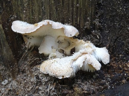 Hericium cirrhatum AMF 20150705-01