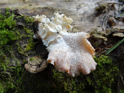 Hericium cirrhatum AMF 20150705-04