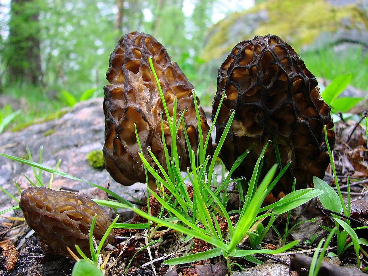 Morchella exuberans PNV 20090523