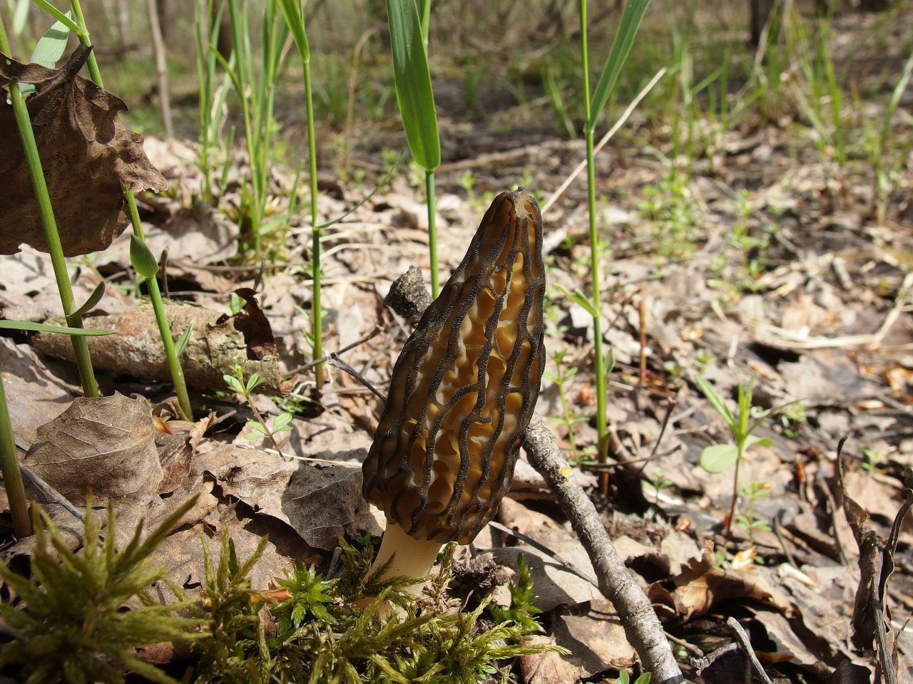 Morchella elata MVK 20180505-01