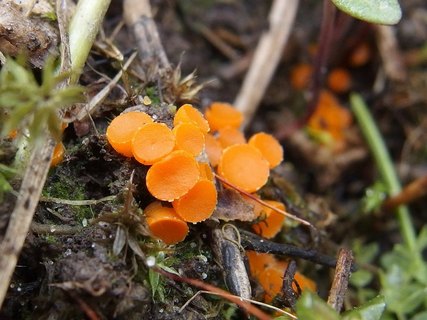 Byssonectria terrestris MVK 20180504-02