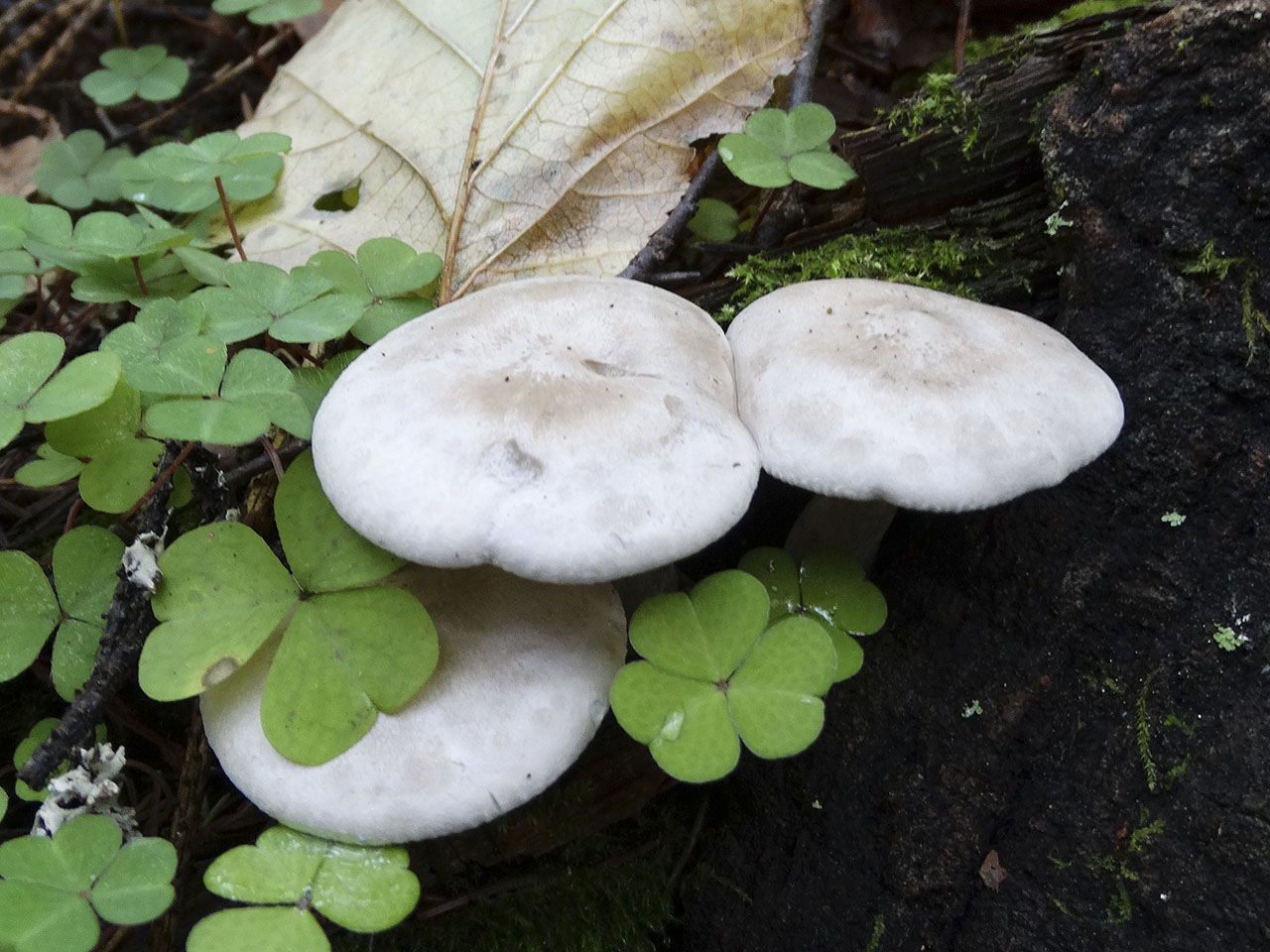 Clitocybe truncicola AMF 20181009-03