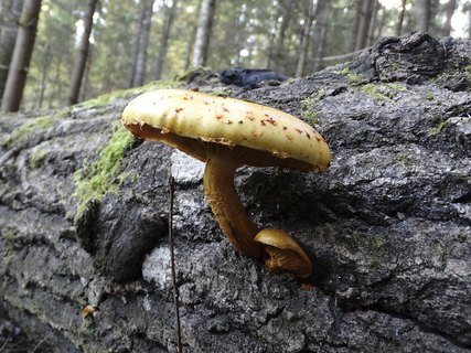 Pholiota aurivella AMF 20181002-07