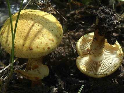 Pholiota aurivella AMF 20170716-08