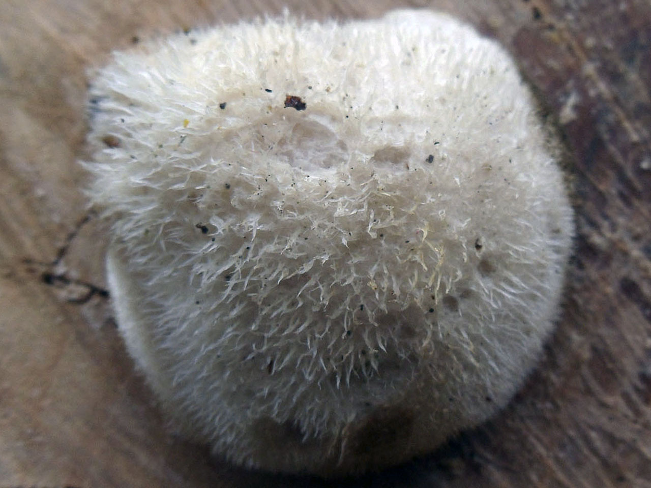Lignomyces vetlinianus AMF 20160709-07