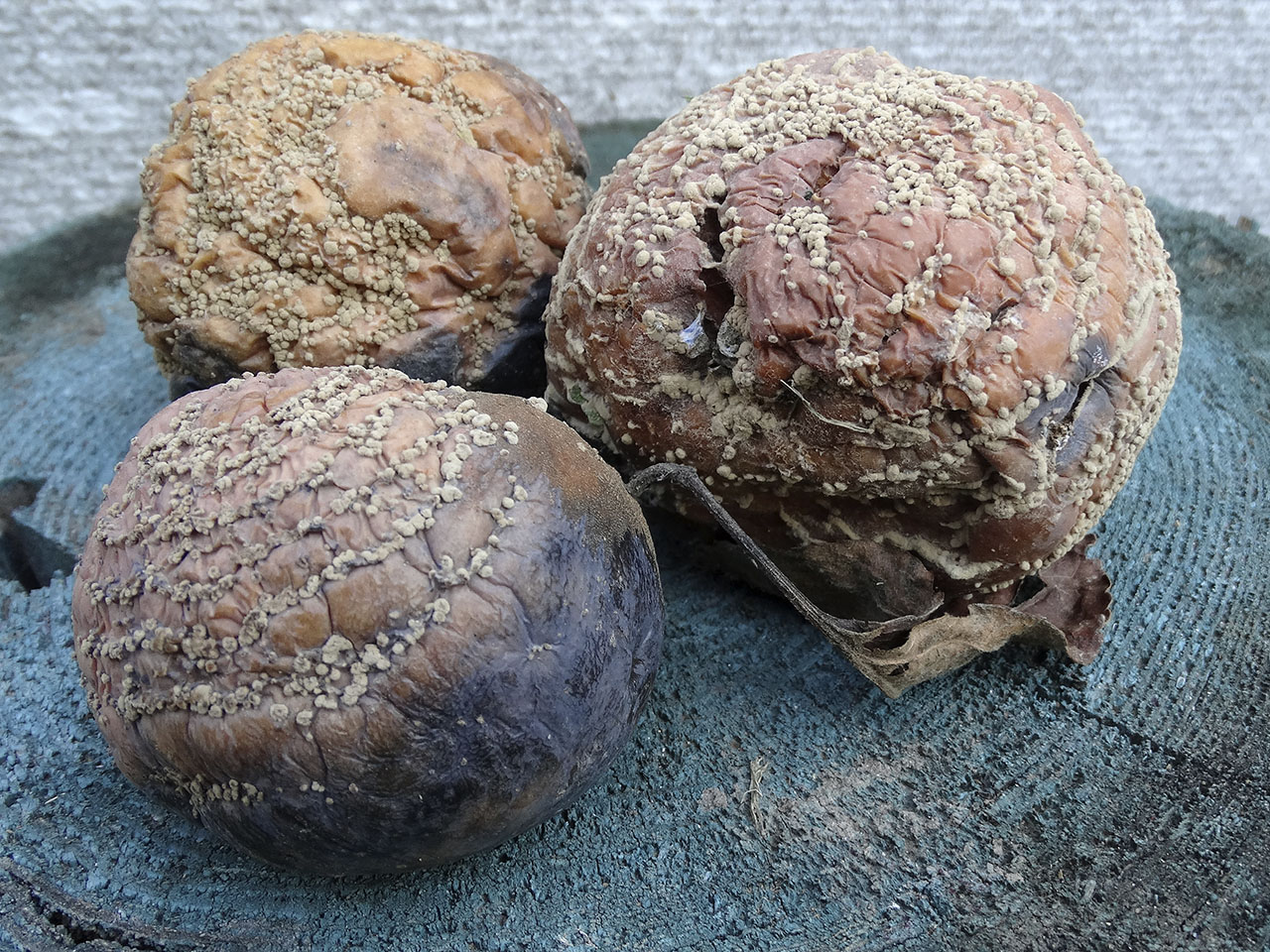 Monilinia fructigena AMF 20180921-01