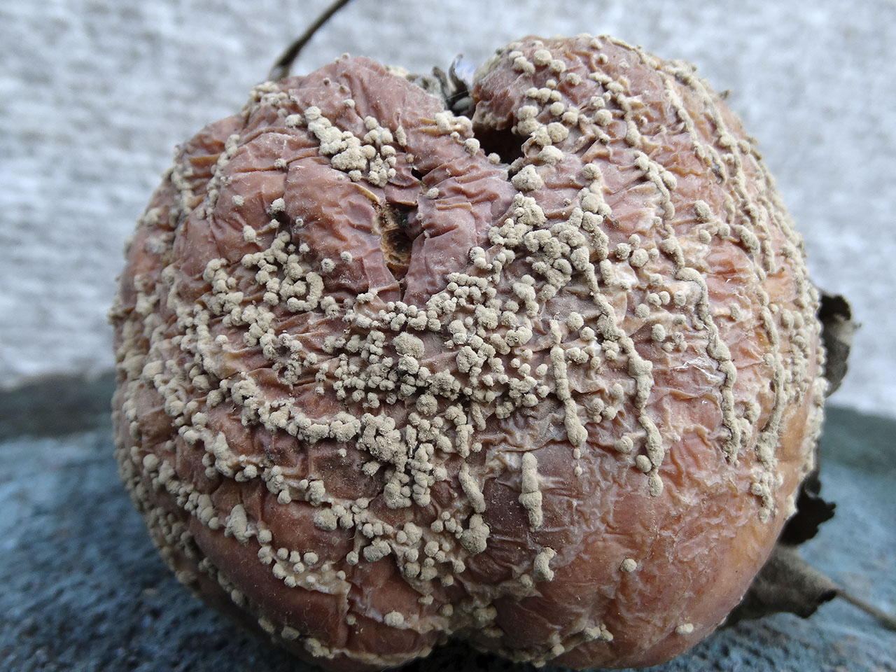 Monilinia fructigena AMF 20180921-02