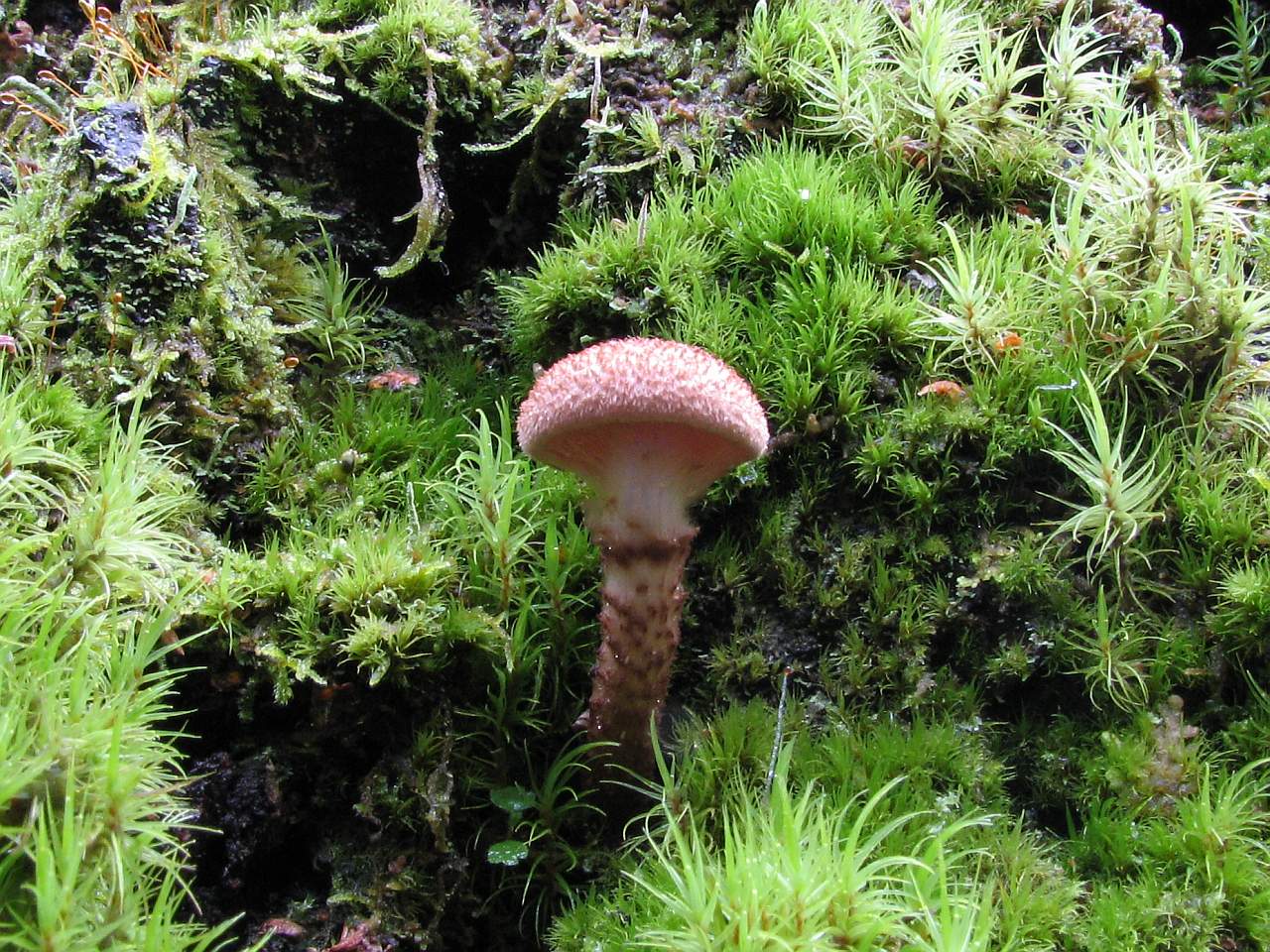 Cortinarius pholideus