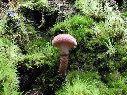 Cortinarius pholideus