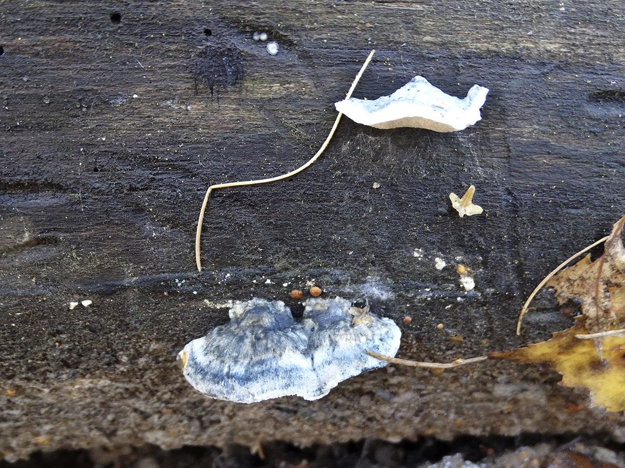 Oligoporus